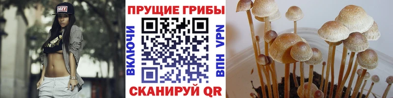 Галлюциногенные грибы мицелий  Кондопога 